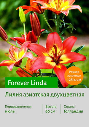  Forever_Linda