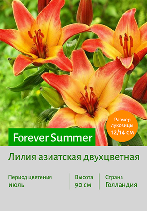  Forever_Summer