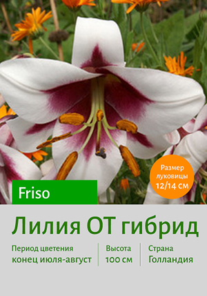  Friso