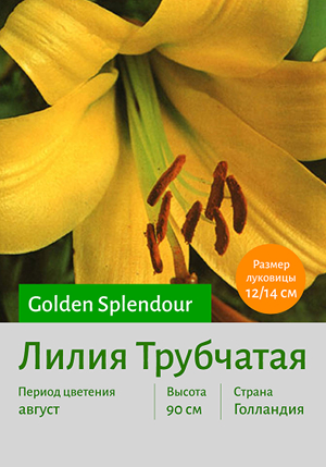  Golden_Splendour