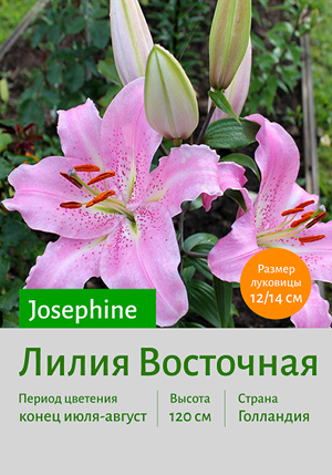  Josephine