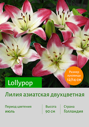  Lollypop