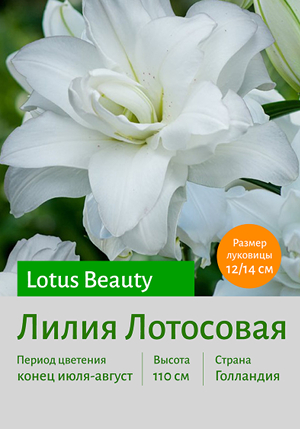  Lotus_Beauty