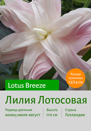  Lotus_Breeze