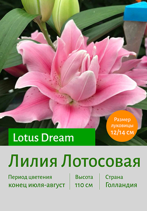  Lotus_Dream