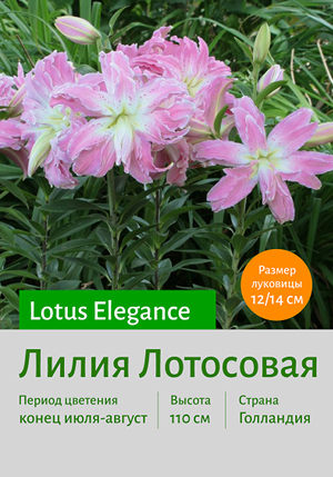  Lotus_Elegance