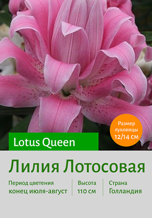  Lotus_Queen