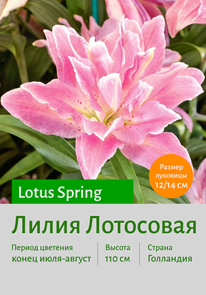  Lotus_Spring