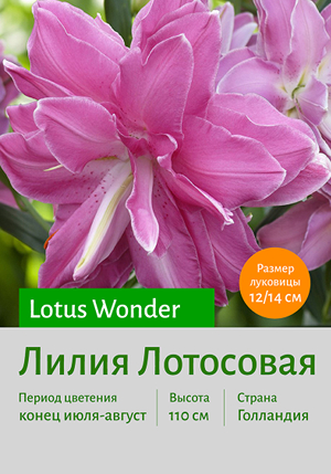  Lotus_Wonder