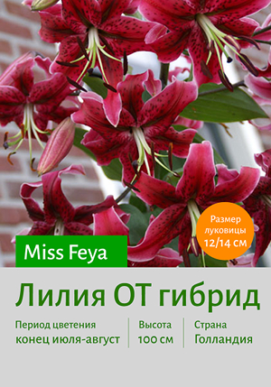  Miss_Feya