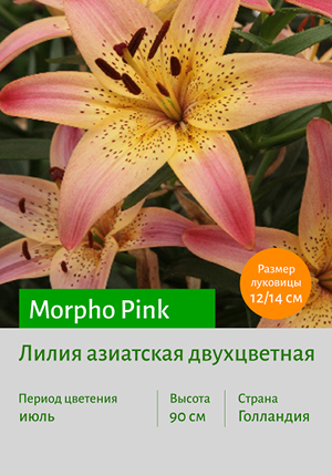  Morpho_Pink