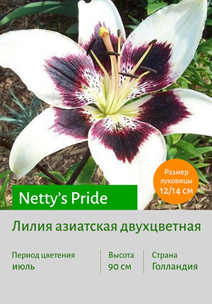  Netty's_Pride