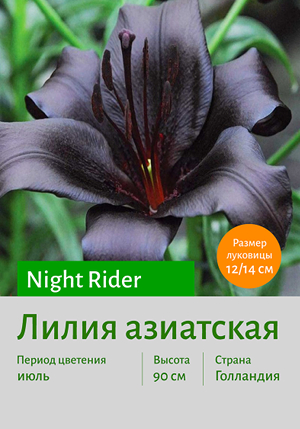  Night_Rider