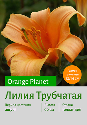  Orange Planet