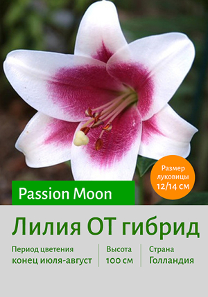  Passion_Moon