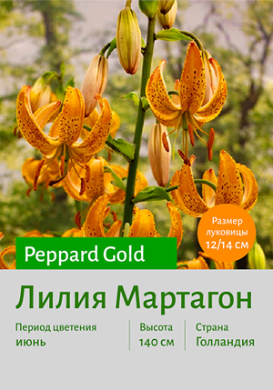  Peppard_Gold