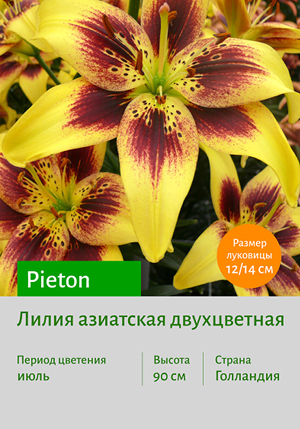  Pieton