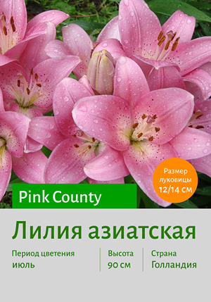  Pink_County