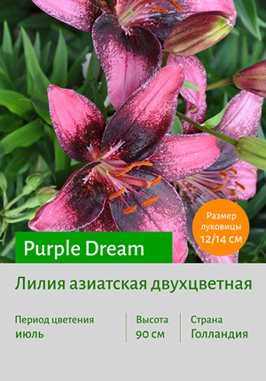  Purple_Dream