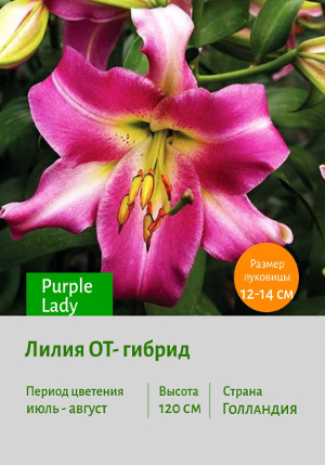 ����� Purple_Lady