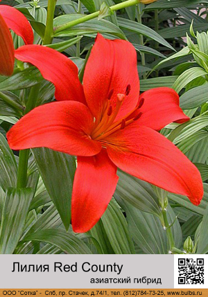 ����� Red_County