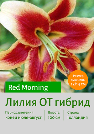  Red_Morning