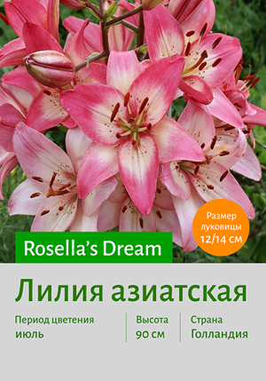 Rosella's Dream