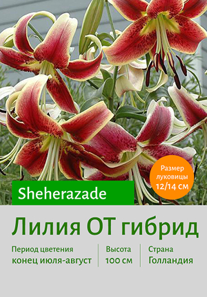  Sheherazade