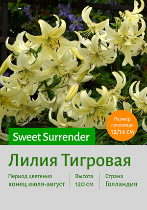 Sweet_Surrender