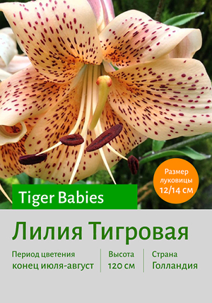 Tiger_Babies