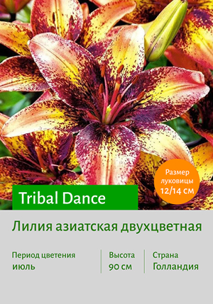  Tribal_Dance