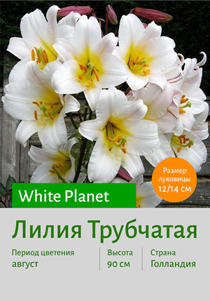  White Planet