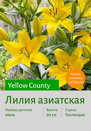  Yellow_County