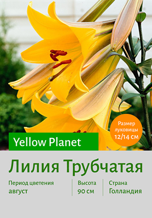  Yellow Planet