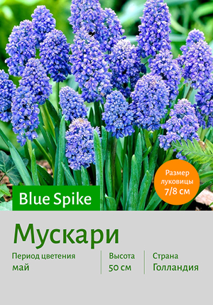  Blue_Spike 