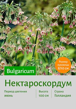  Bulgaricum 