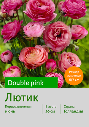  Double_pink