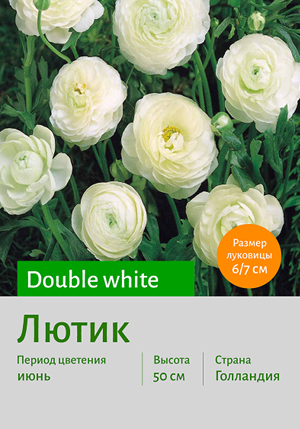  Double_white