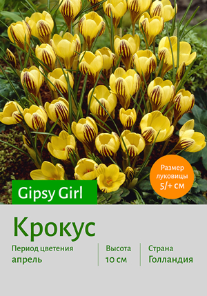  Gipsy_Girl