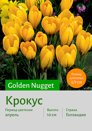  Golden_Nugget