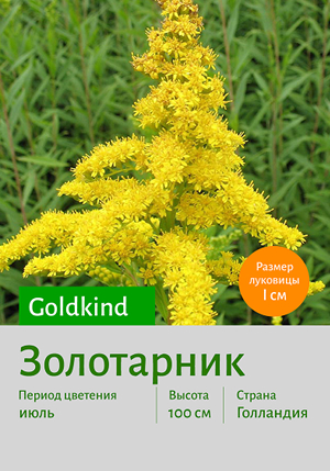  Goldkind