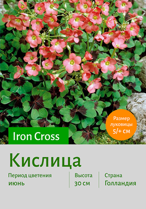  Iron_Cross