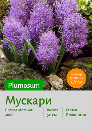  Plumosum