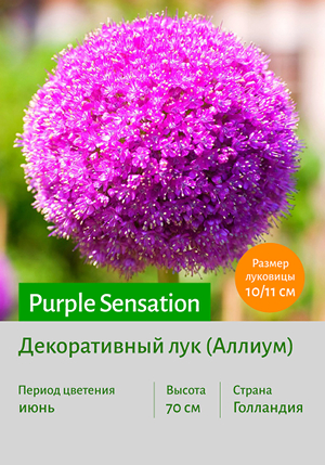   Purple_Sensation