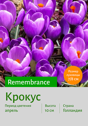  Remembrance