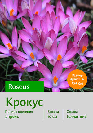  Roseus