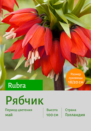  Rubra