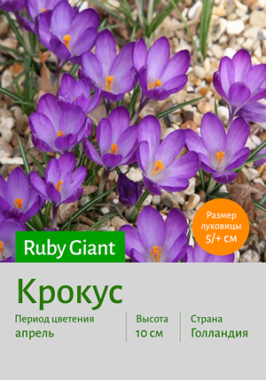  Ruby_Giant