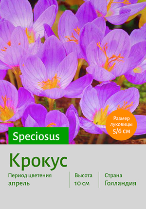  Speciosus