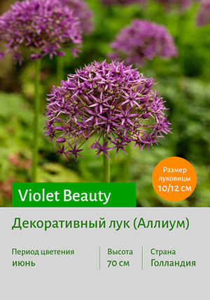   Violet_Beauty